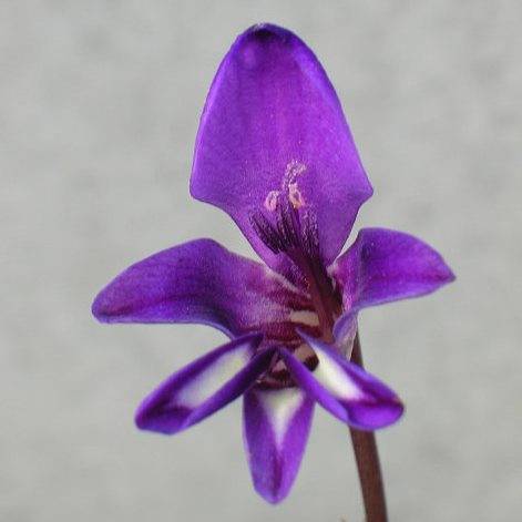10 Ixia meterlekampiae Seeds - Indigenous South African Endemic Perennial Bulb Seeds From Africa