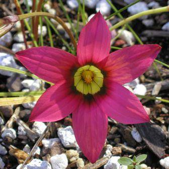 Romulea obscura var. subtestacea Seeds - Indigenous South African Endemic Perennial Bulb