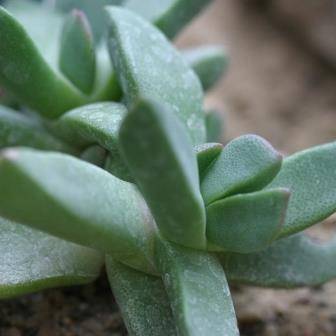 Pleiospilos magnipunctatus Seeds - Buy Indigenous Seeds + Get Free Seeds - Mesemb