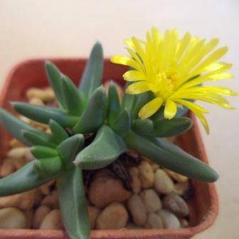 Orthopterum waltoniae Seeds - Indigenous South African Endemic Succulent Mesemb