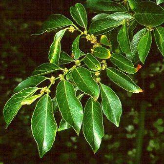 5 Bruinstinkhout - Coastal Goldenleaf - Bridelia micrantha Seeds - Indigenous Edible Fruit Tree