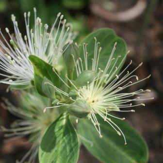 Capparis tomentosa Tree Seeds - Woolly Caper Bush - Worldwide Delivery