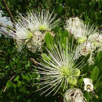Capparis tomentosa Tree Seeds - Woolly Caper Bush - Worldwide Delivery
