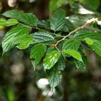 10 False White Stinkwood - Celtis gomphophylla Seeds - Indigenous Tree