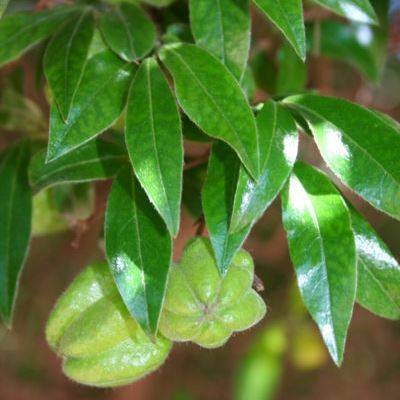 10 Bladder-nut - Diospyros whyteana Seeds - Indigenous Evergreen Tree