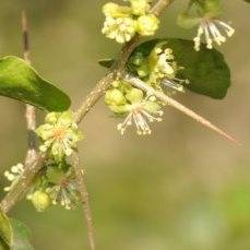 10 Dovyalis rhamnoides Seeds - Common Sourberry - Indigenous South African Edible Fruit from Africa