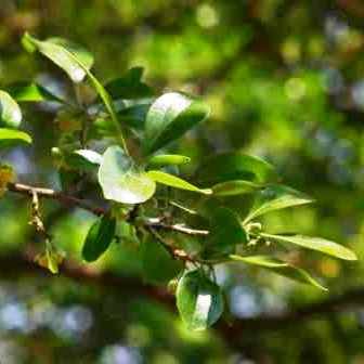 Dovyalis zeyheri Seeds - Wild Apricot - Indigenous South African Edible Fruit from Africa