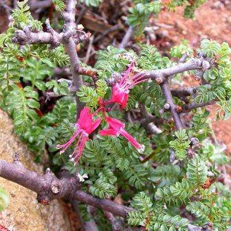 5 Erythrophysa alata Seeds - Namaqua Redballoon South African Bonsai Tree Seeds from Africa