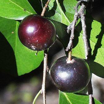 Flacourtia indica Seeds - Indian Plum - Edible Fruit Tree - Flat Ship Rate