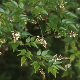 Indigofera natalensis Seeds - Indigenous South African Flowering Shrub - Combined Global Shipping