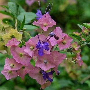 10 Southern Chinese Hats Seeds - Karomia speciosa Shrub or Small Tree