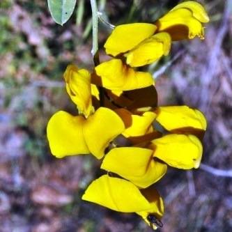 Lebeckia cytisoides Seeds - Bush Ganna - Beautiful Indigenous Flowering Shrub Seeds
