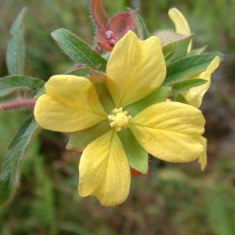 Ludwigia octovalvis Seeds - Exotic Shrub from Hawaii- Free Combined Shipping Available