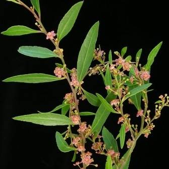 5 Maytenus acuminata or Silky Bark Tree Seeds - Indigenous Evergreen Flowering Tree