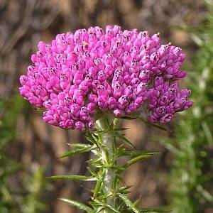 5 Metalasia fastigiata Seeds - Blombos - Flower Bush - Indigenous Endemic Flowering Shrub