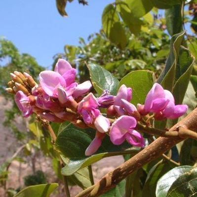 5 Millettia grandis Seeds - Umzimbeet - Indigenous Endemic Flowering Tree - Arrow Poison