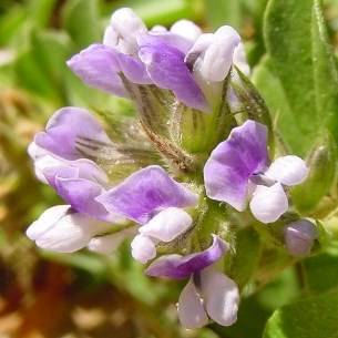 Otholobium bracteolatum Seeds - Swawelbos - Indigenous South African Endemic Shrub