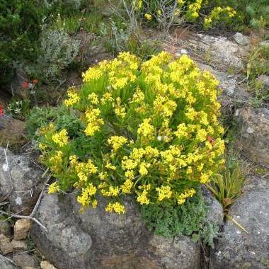 10 Othonna cylindrica Seeds - Ossierapuisbos - Indigenous Shrub