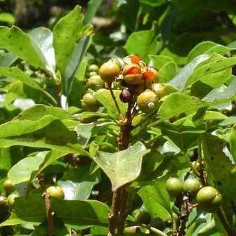 5 Pittosporum viridiflorum Seeds - Cheesewood - Indigenous Tree or Shrub - Combined Global Shipping