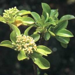5 Pittosporum viridiflorum Seeds - Cheesewood - Indigenous Tree or Shrub - Combined Global Shipping