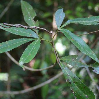 10 Platylophus trifoliatus Seeds - White Alder, Witels - Wood used for Furniture - Indigenous Tree