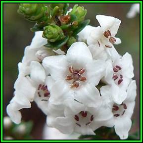 Epacris microphylla - Coast Coral Heath - 10 Seed Pack - Exotic Shrub - New