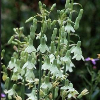 5 Galtonia princeps Seeds - Sow Autumn - Indigenous South African Perennial Bulb Seeds