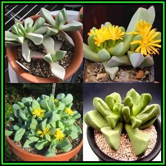 Bijlia dilatata, Bijlia canna Seeds - Indigenous Succulent Mesemb - Global Shipping - NEW