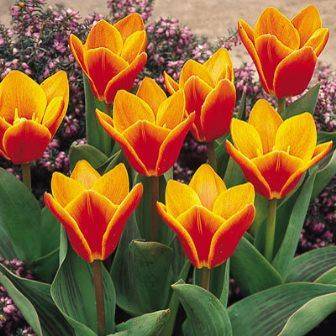 Tulipa kaufmanniana Seeds - Exotic Bulbous Plant Seeds