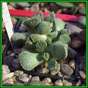 Aloinopsis luckhoffii Seeds - Indigenous Succulent Mesemb - Worldwide Shipping, NEW