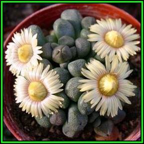 Aloinopsis peersii - 10 Seed Pack Indigenous Succulent Mesemb - Worldwide Shipping, NEW