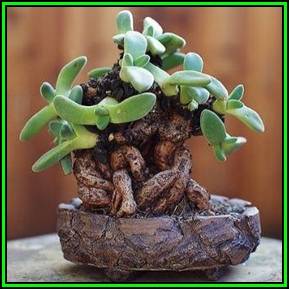 Aloinopsis peersii - 50 Seed Bulk Pack - Indigenous Succulent Mesemb - Worldwide Shipping, NEW