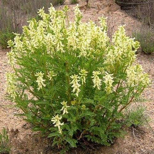 50 Canadian Milk Vetch, Rattle Vetch, Little Rattle Seeds - Astragalus canadensis Seeds - Perennial