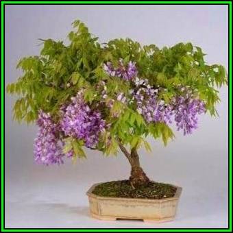 Bolusanthus speciosus - Tree Wisteria Seeds - Indigenous Bonsai +FREE EBook + FREE Seeds, New