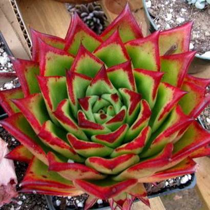 20+ Echeveria agavoides 'Lipstick' Seeds - Buy Succulent Seeds From Africa