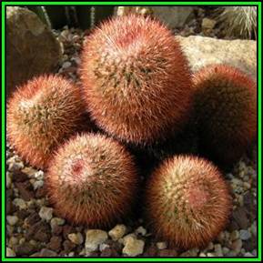 Mammillaria rhodantha var. rubrum Seeds - Verified Seller - Exotic Succulent Cactus - NEW