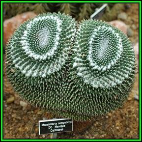 Mammillaria sempervivi Seeds - Verified Seller - Exotic Succulent Cactus - NEW