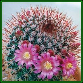 Mammillaria spinosissima Seeds - Verified Seller - Exotic Succulent Cactus - NEW