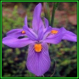 Moraea polystachya Seeds - Indigenous Perennial Bulb - Combined Global Shipping - New