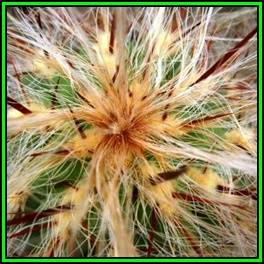 Oreocereus celsianus Seeds - Exotic Cactus Succulent -Combined Global Shipping- NEW