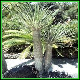 Pachypodium geayi Seeds - Madagascan Succulent Tree - Combined Global Shipping - NEW