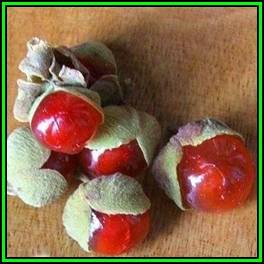Pappea capensis - 10 Seed Pack - Indigenous Fruit Tree, Jacket Plum, Bushveld Cherry - New