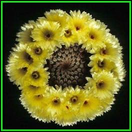 Parodia erubescens - 10 Seed Pack - Verified Seller - Exotic Succulent Cactus - NEW