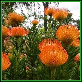 Leucospermum catherinae - 10 Seed Pack - Indigenous Endemic Cut Flower Fynbos Protea Shrub, New