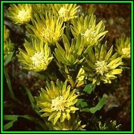 Aulax umbellata - 10 Seed Pack - Indigenous Endemic Cut Flower Fynbos Protea Shrub, New