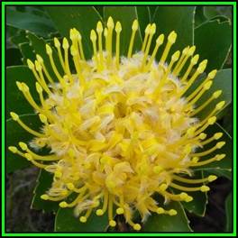 Leucospermum conocarpodendron Seeds - Indigenous Endemic Cut Flower Fynbos Protea Shrub New