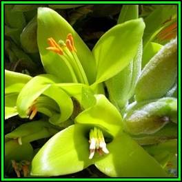 Puya chilensis Seeds - Puya , Chagual - Terrestrial Bromeliad - Endangered Succulent
