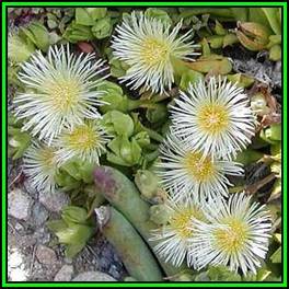 Sceletium emarcidum Kanna Seeds - Indigenous Ethnobotanical Succulent Mesemb Herb - NEW