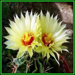 Thelocactus setispinus - 20 Seed Pack - Exotic Cactus Succulent -Combined Global Shipping- NEW