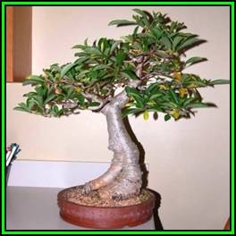 Adansonia digitata - African Baobab Seeds + FREE Gifts Seeds + Bonsai eBook, NEW